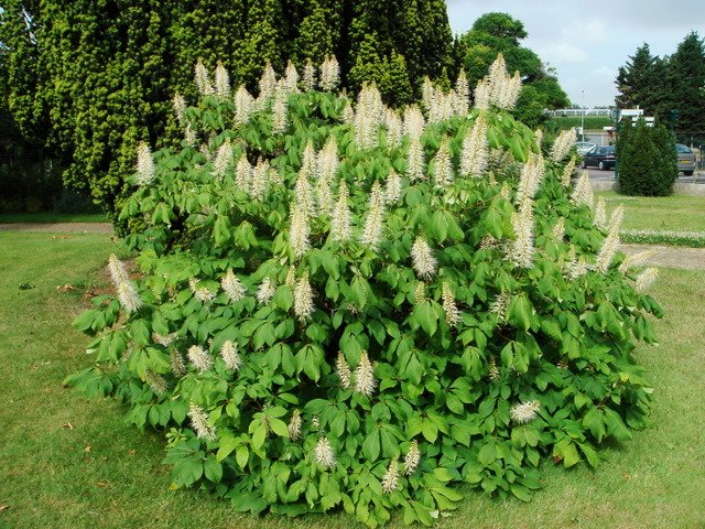 Aesculus parviflora